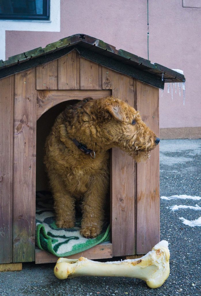 kennel in mira road