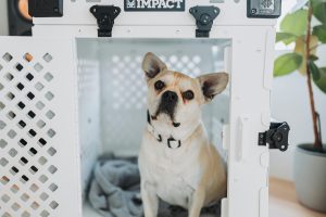 Impact Dog Crates Home Lifestyle with Girl and Frenchie