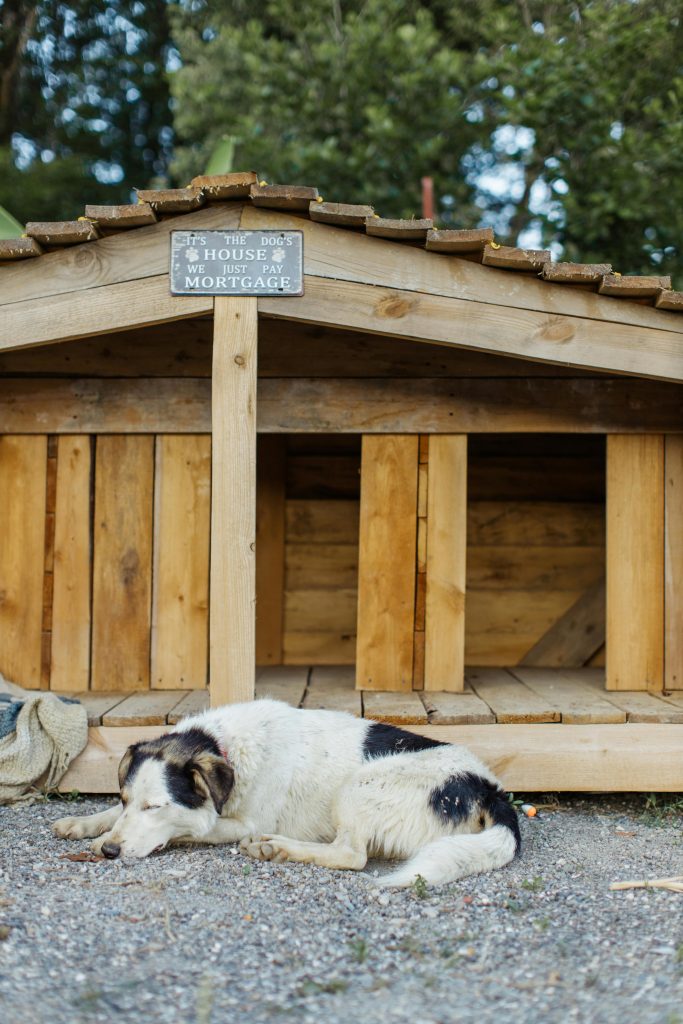 kennel in mira road